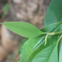 Magnolia champaca (L.) Baill. ex Pierre